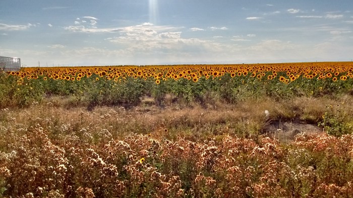 Image of sunflower field in bennett